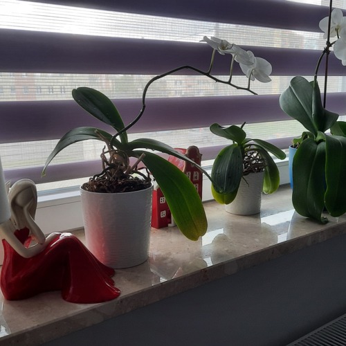 Anioł Rozmarzona Emily - czerwony -  22 x 9 cm figurka dekoracyjna gipsowa