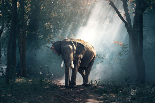 Drewno ciekawostki - chłonie wilgoć Drewno ciekawostki - chłonie wilgoć